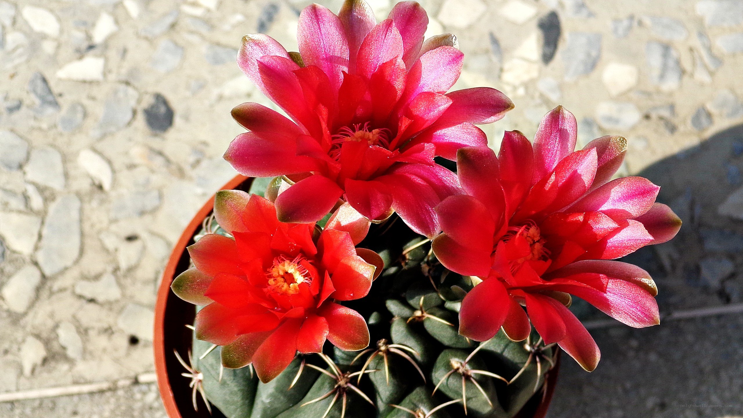 blooming red cactus flowers