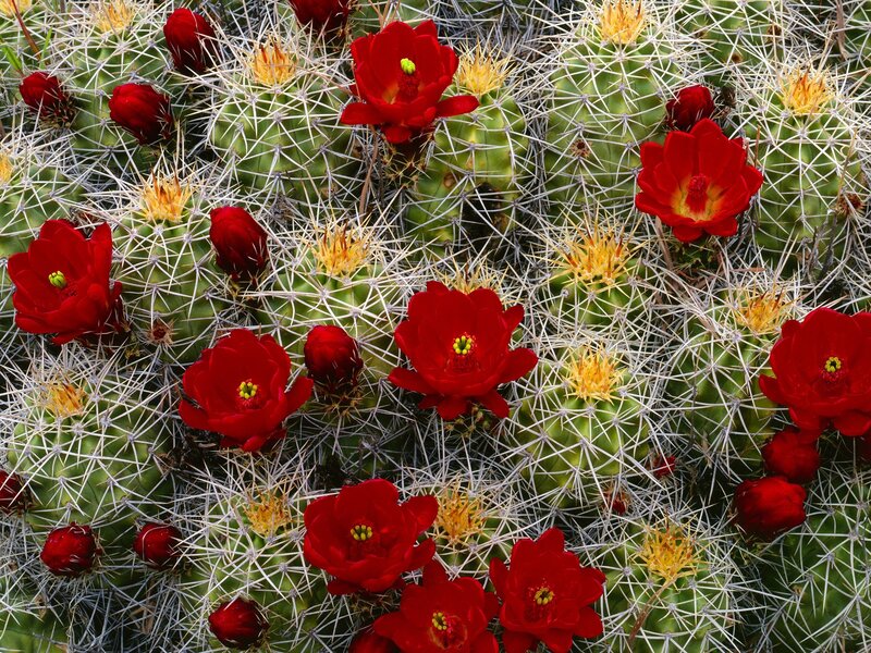 Blooming red cactus flowers