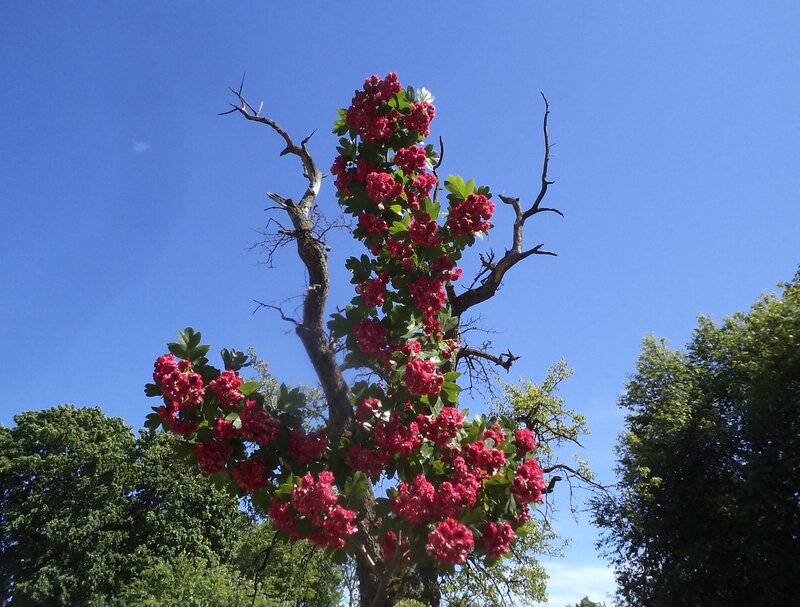 Blooming Red Currant Bush