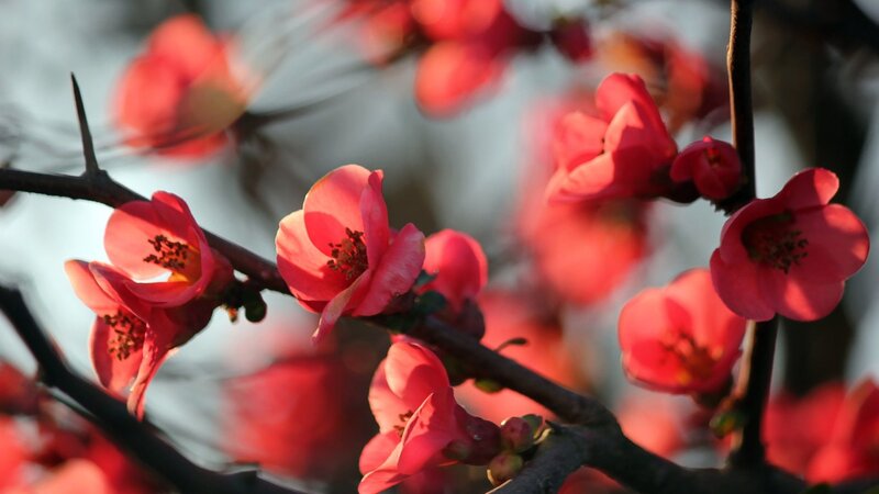 blooming red flowers on a branch