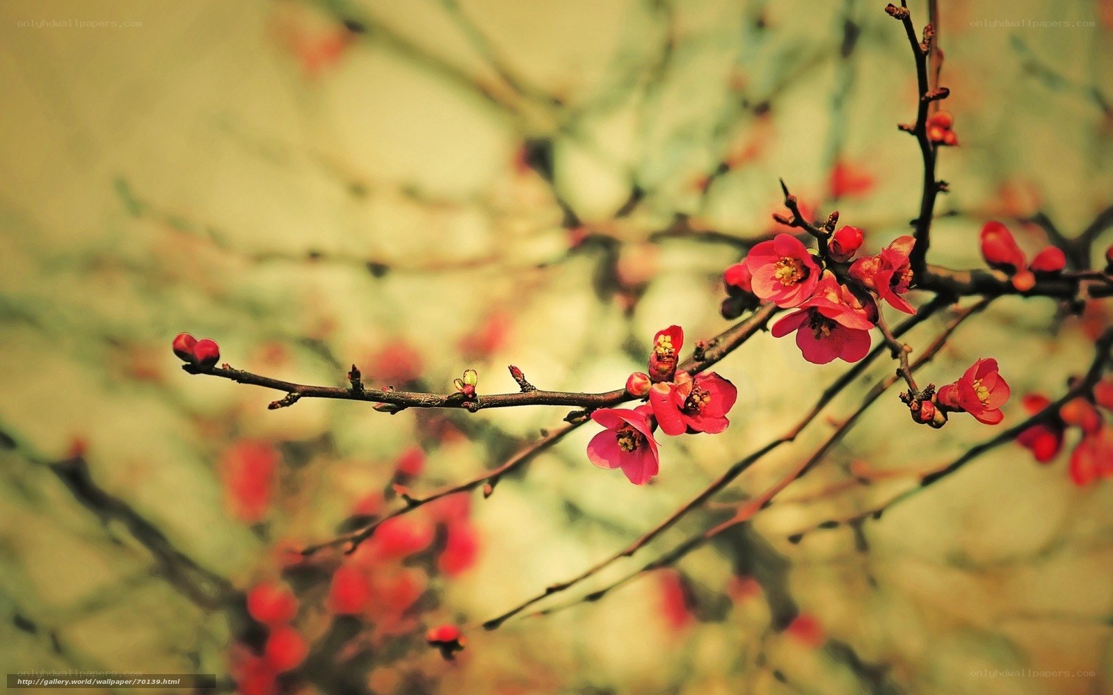 Blooming red flowers on a branch