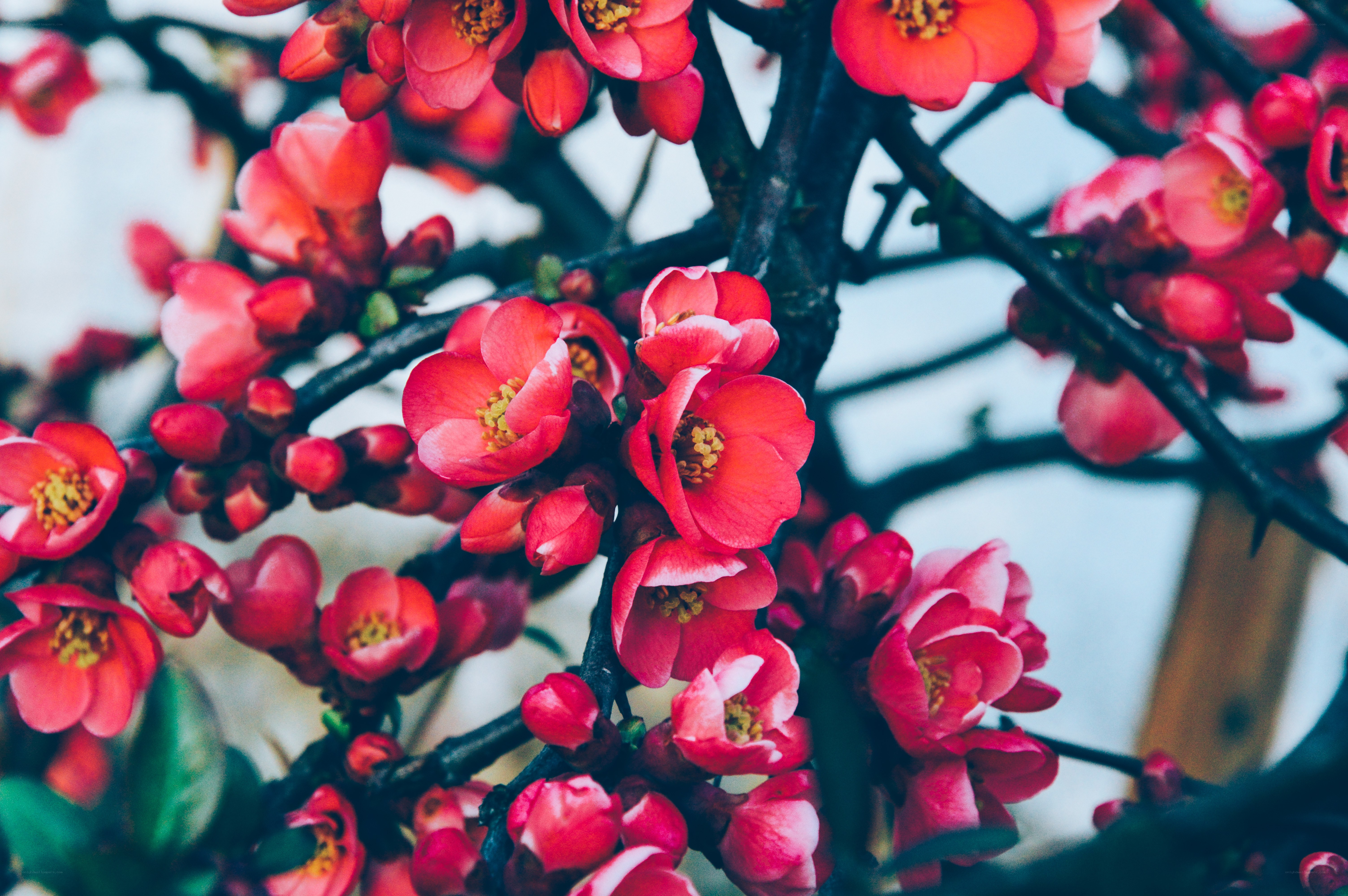 blooming red flowers on branches