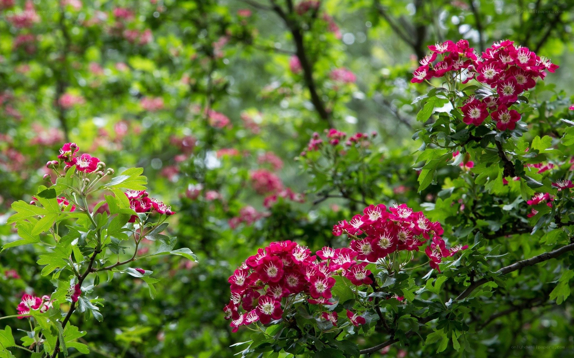 Blooming red hawthorn flowers