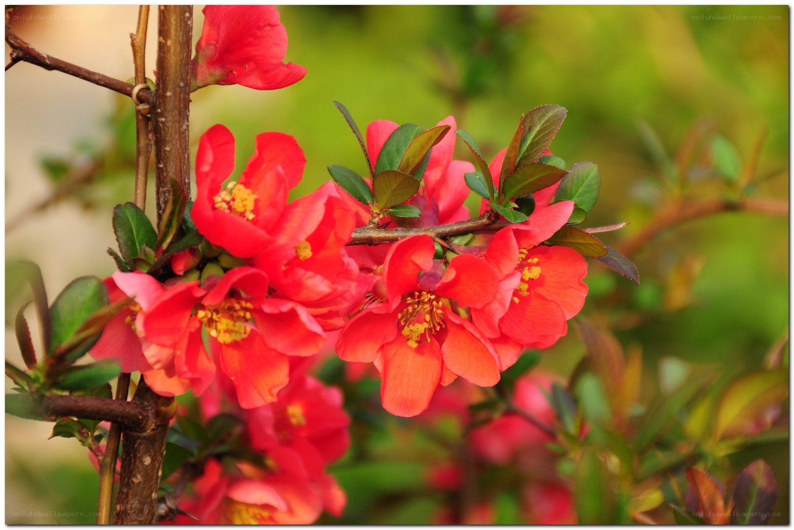 blooming red quince flowers