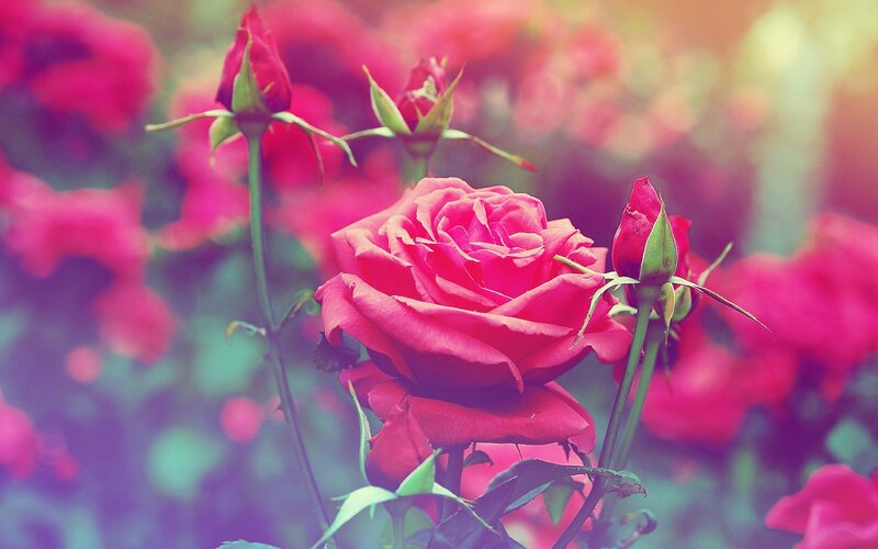 blooming red roses in garden