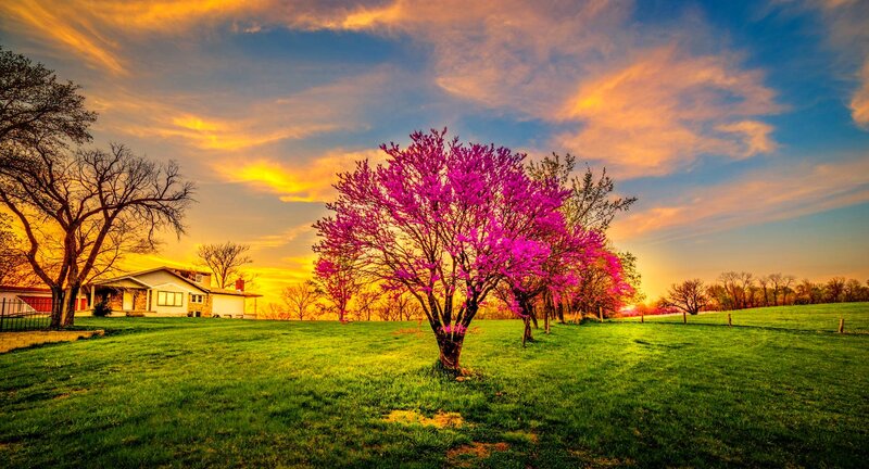 Blooming Redbud Tree — Green, Serene
