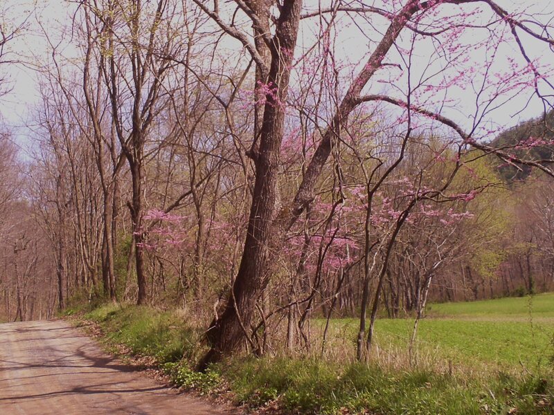 Blooming Redbud Tree — Green