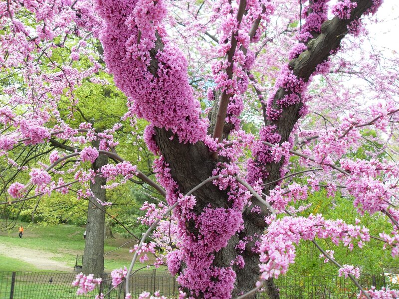 Blooming Redbud Tree — Pink, Serene, Spring