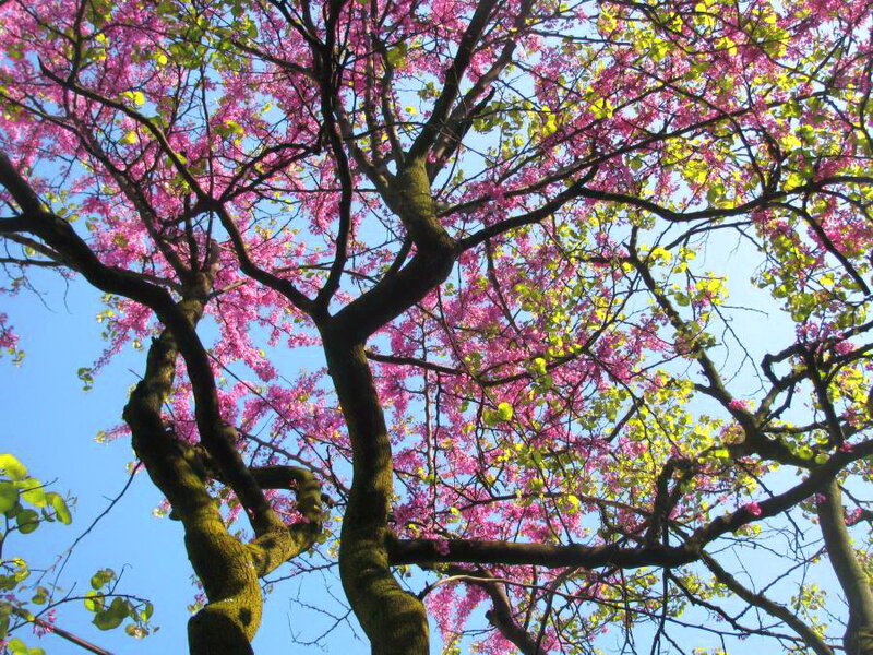 Blooming Redbud Tree — Pink, Serene