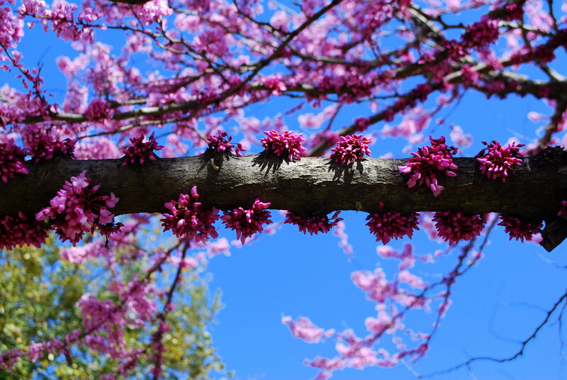 Blooming Redbud Tree — Pink