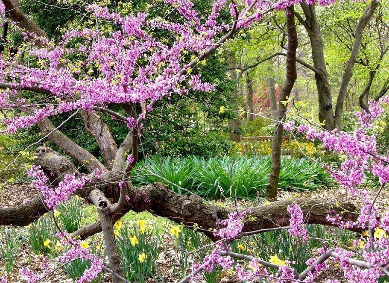 Blooming Redbud Tree — Purple