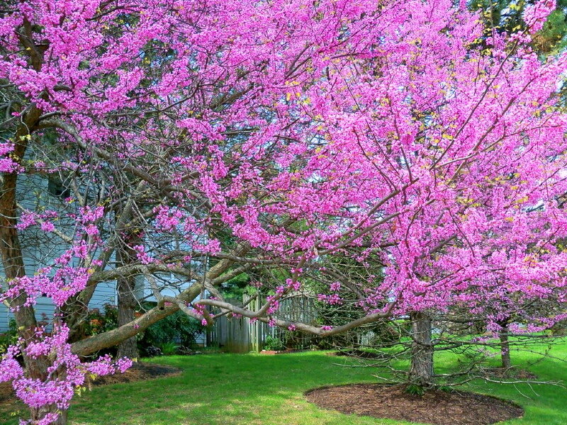 Blooming Redbud Tree