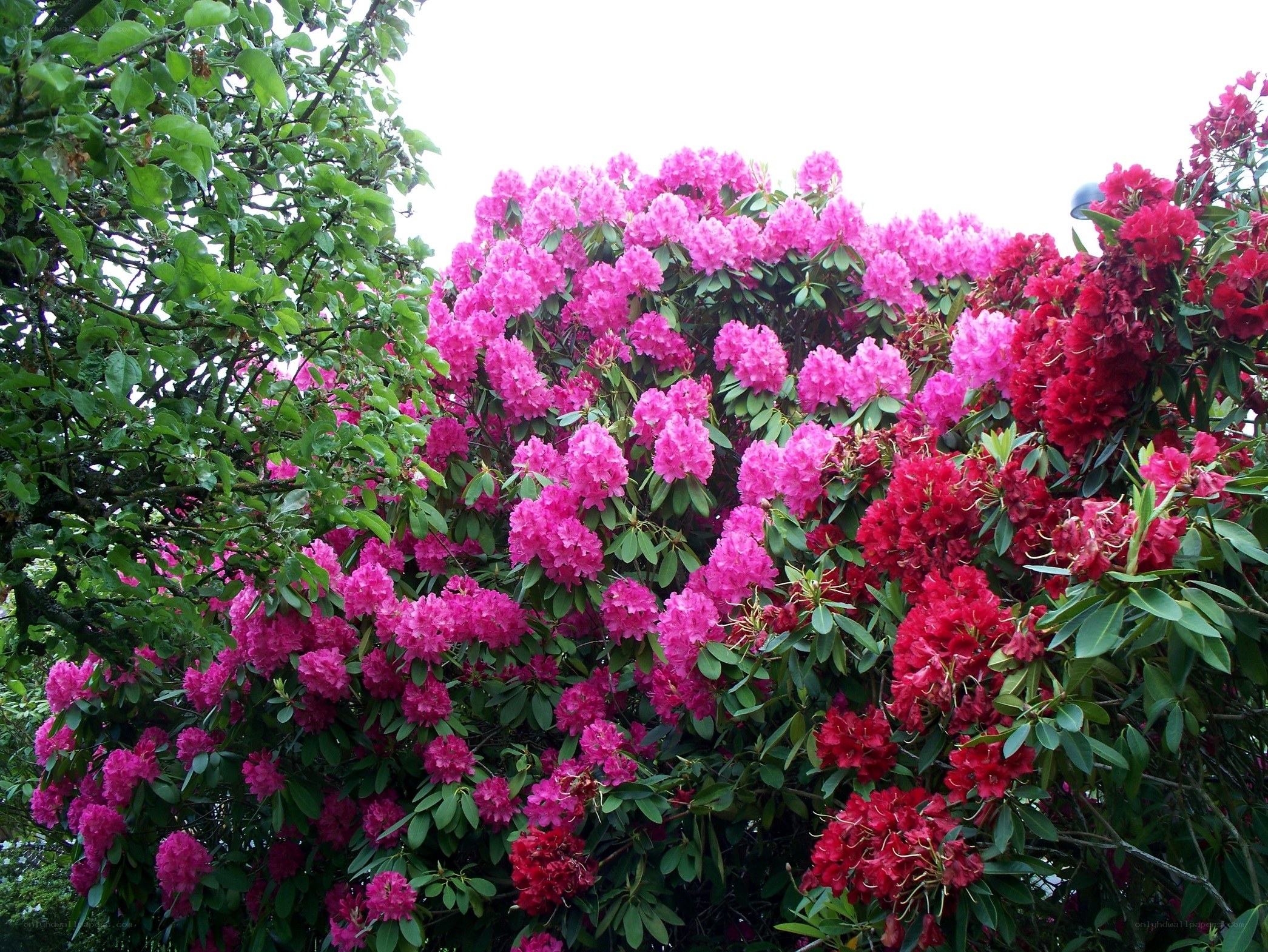 blooming rhododendron bush