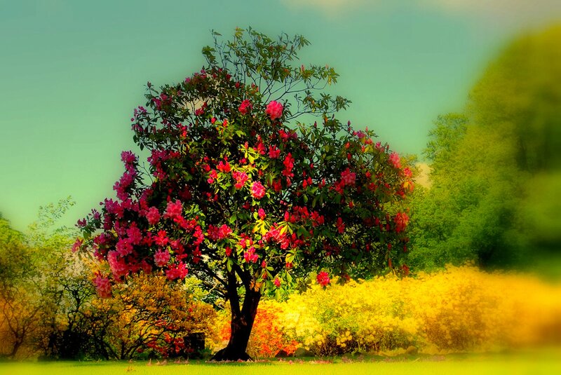 Blooming Rhododendron Tree