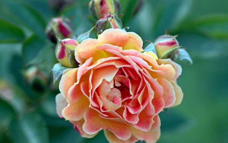 Blooming Rose Flower