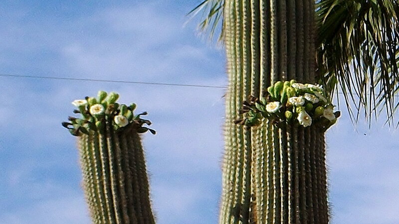 Blooming Saguaro Cacti