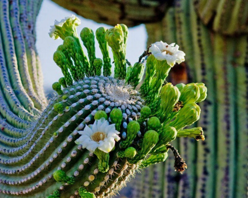Blooming Saguaro Cactus