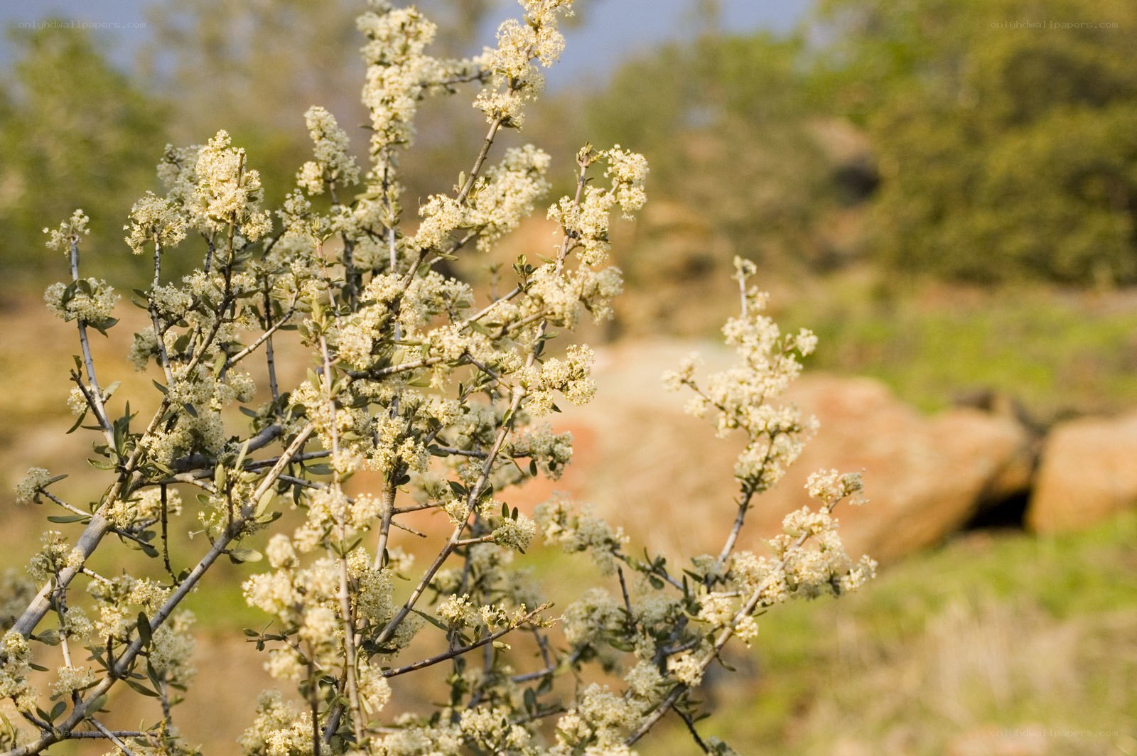 blooming shrub in natural setting
