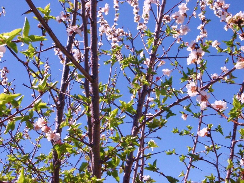 blooming tree against blue sky