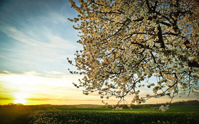 Blooming tree at sunset