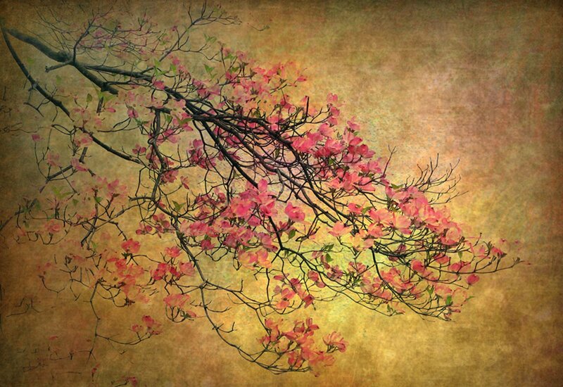 Blooming Tree Branch