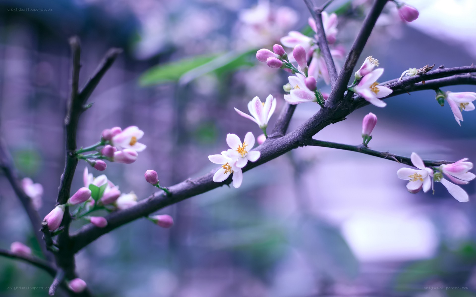 Blooming tree branch with pink flowers
