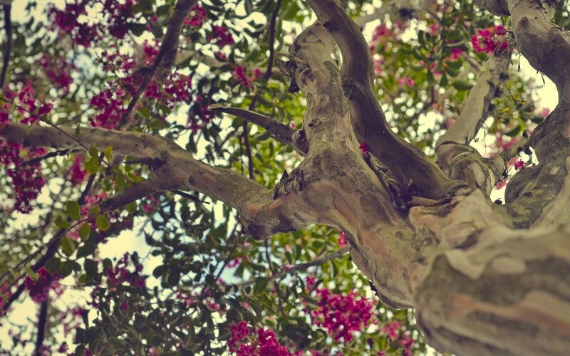 Blooming Tree Branches