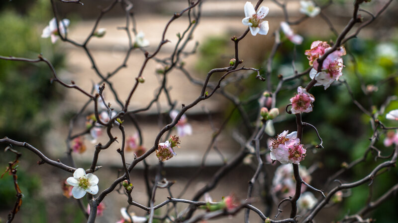 Blooming Tree Branches — White
