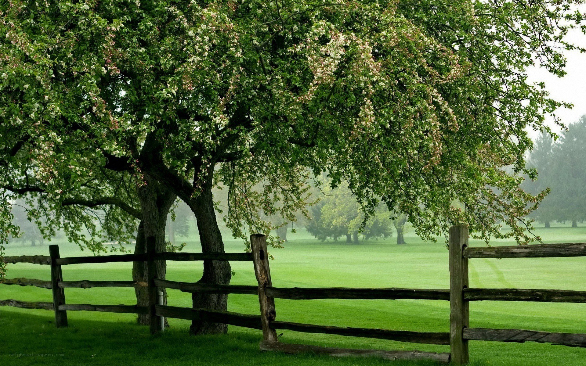 Blooming tree by a fence