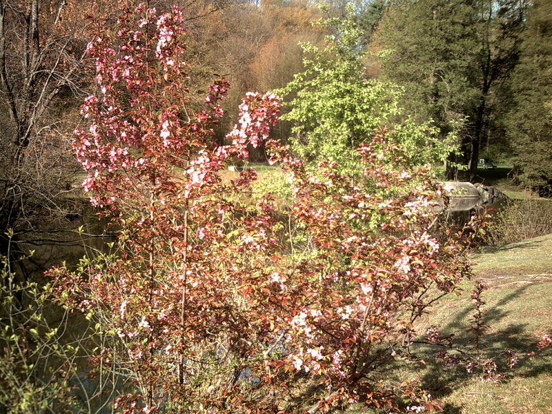 Blooming tree by a pond