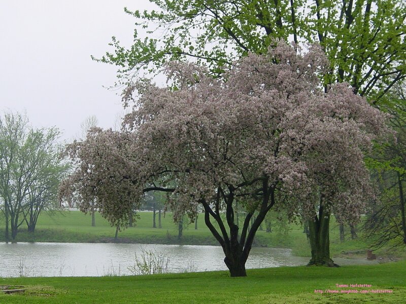 Blooming tree by a pond