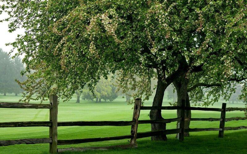 Blooming Tree by Fence — Green, Serene