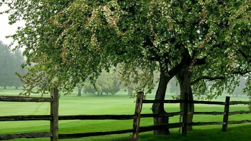 Blooming Tree by Fence — Green