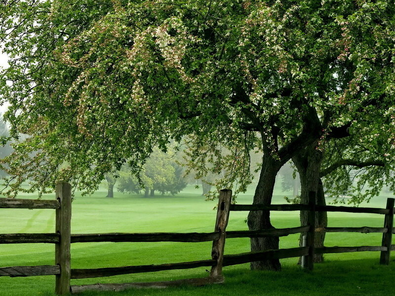 Blooming Tree by Fence