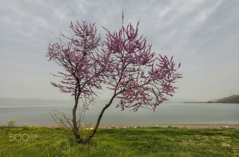 Blooming Tree by Lake — Purple