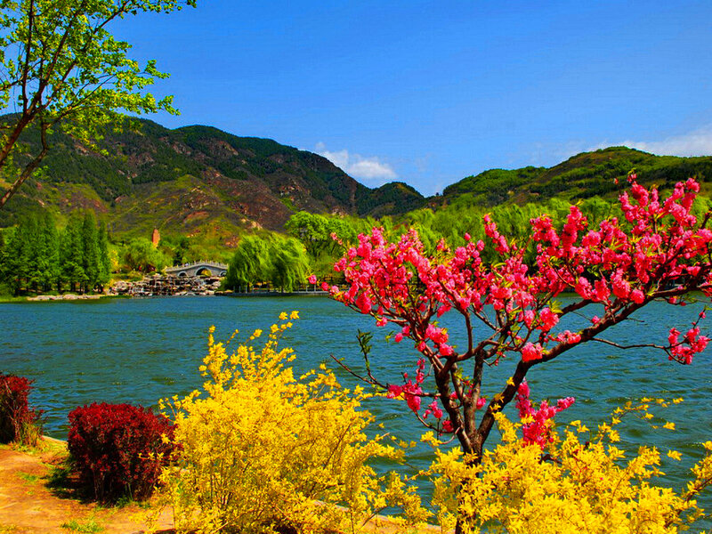 Blooming Tree by Lake