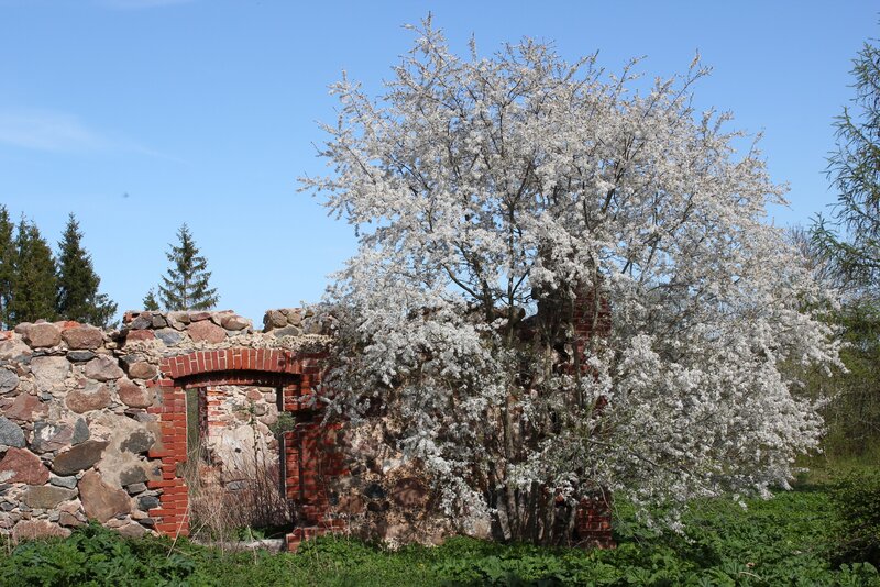 Blooming Tree by Ruins