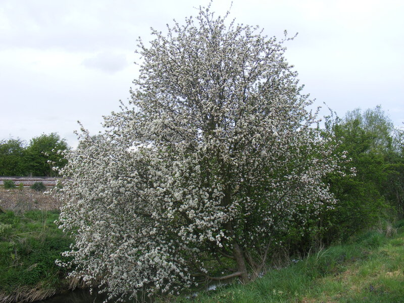 blooming tree by the river