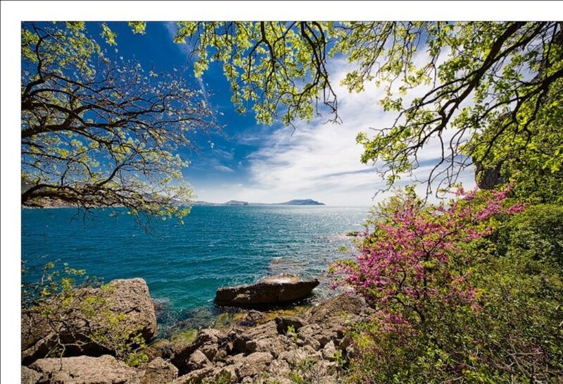 Blooming Tree by the Sea