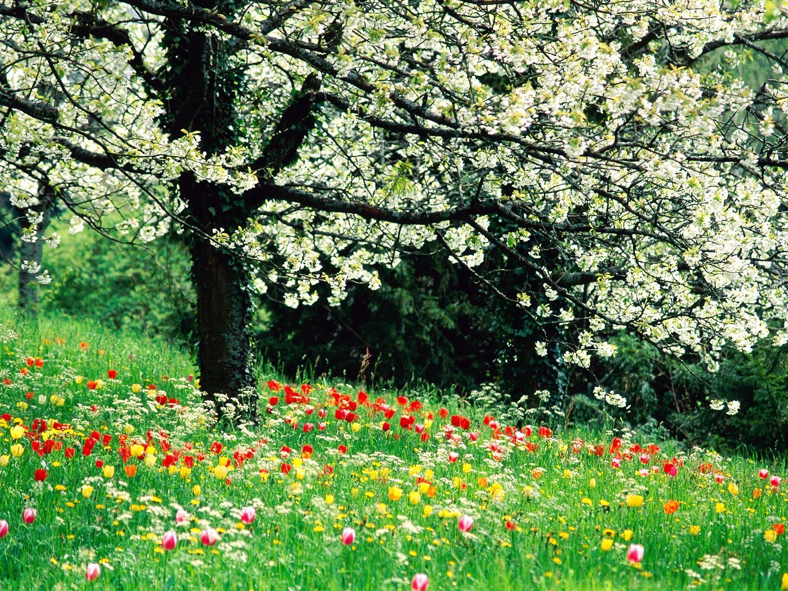 Blooming tree in a flower field