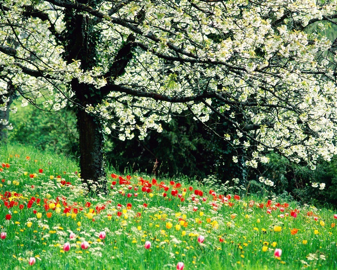 Blooming tree in a flower field