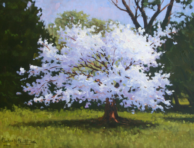 Blooming tree in a park
