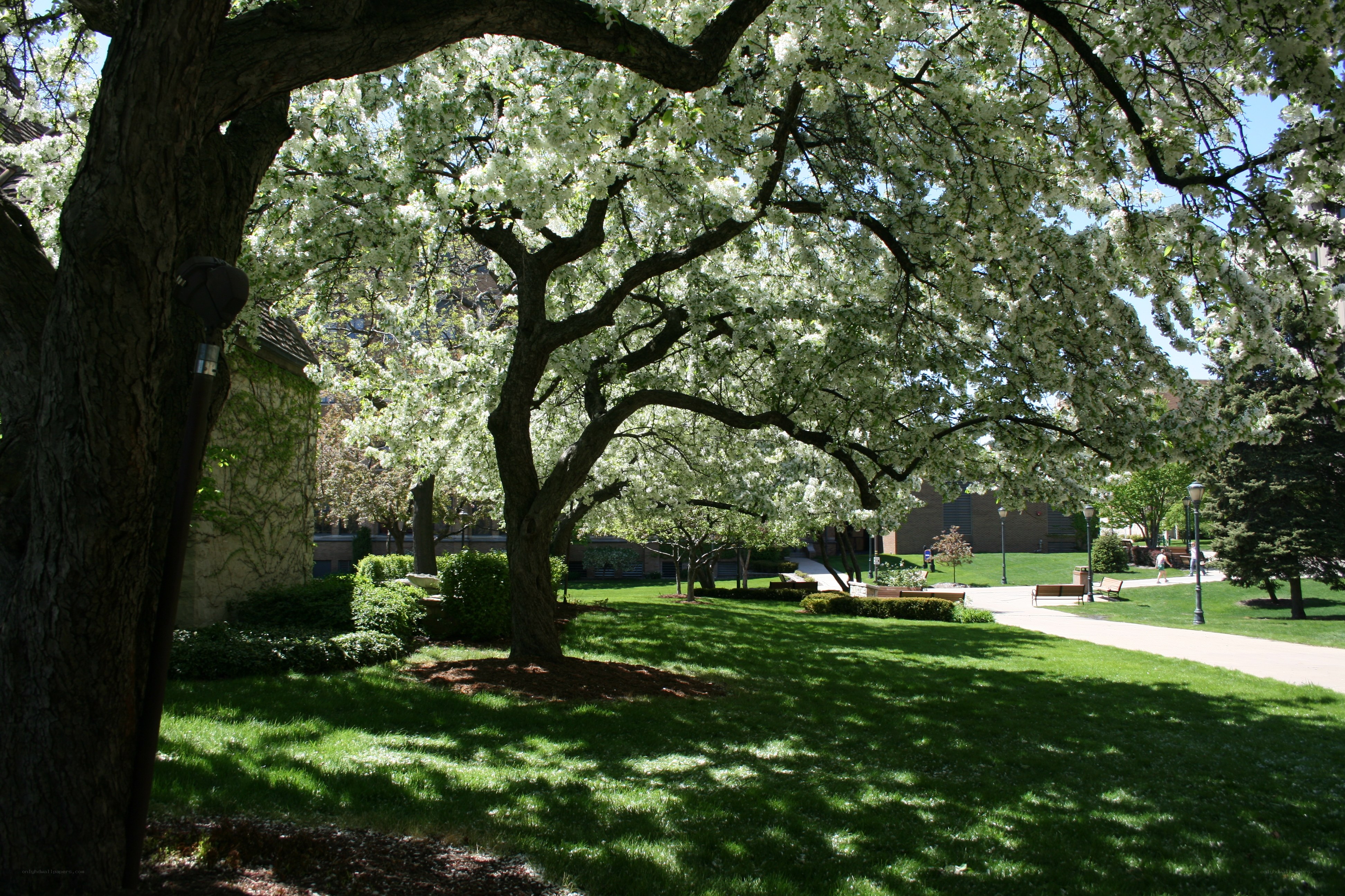 Blooming tree in a park