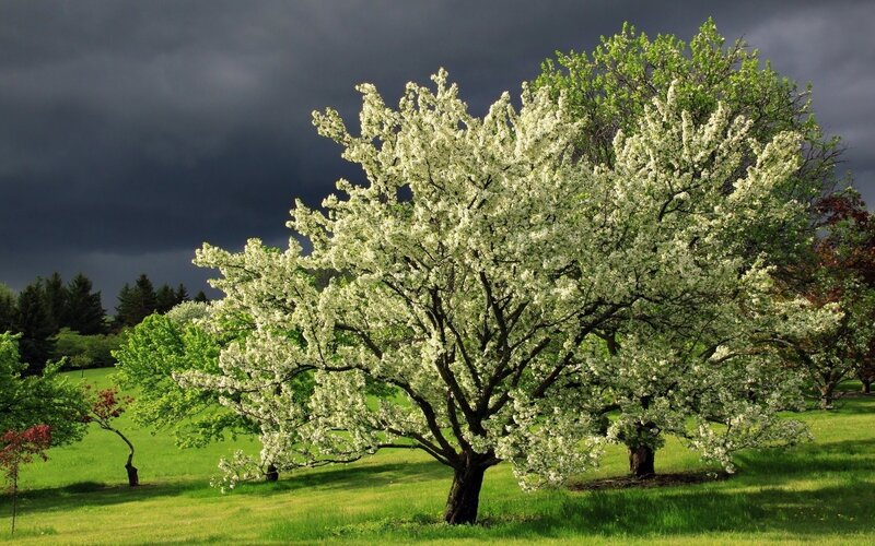 Blooming Tree in Field — Green, Dramatic