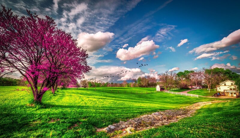 Blooming Tree in Field — Green, Serene, Spring, Photograph