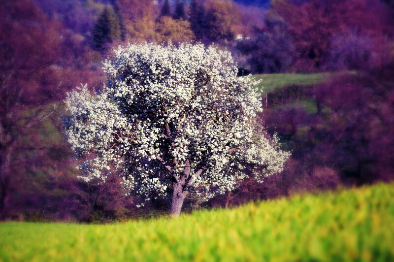 Blooming Tree in Field — Green, Serene, Spring