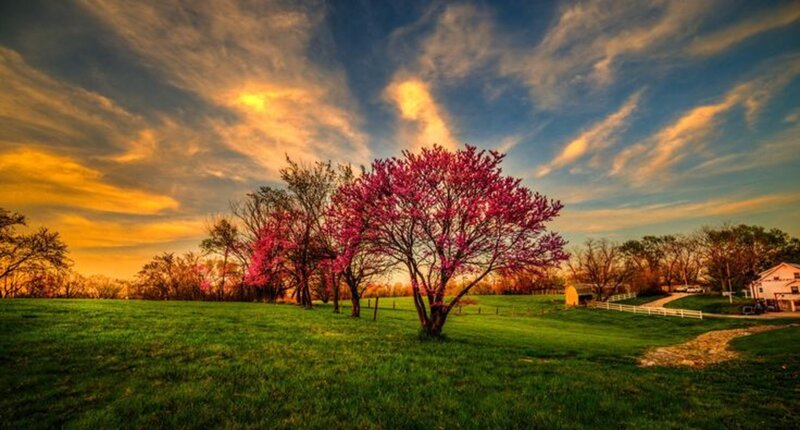 Blooming Tree in Field — Green, Serene, Sunset