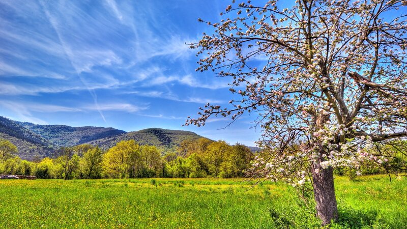 Blooming Tree in Field — Green, Serene
