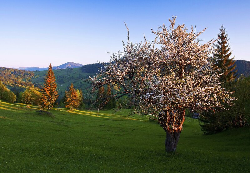 Blooming Tree in Field — Green