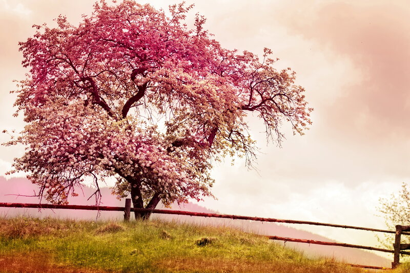 Blooming Tree in Field — Pink